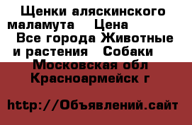 Щенки аляскинского маламута  › Цена ­ 15 000 - Все города Животные и растения » Собаки   . Московская обл.,Красноармейск г.